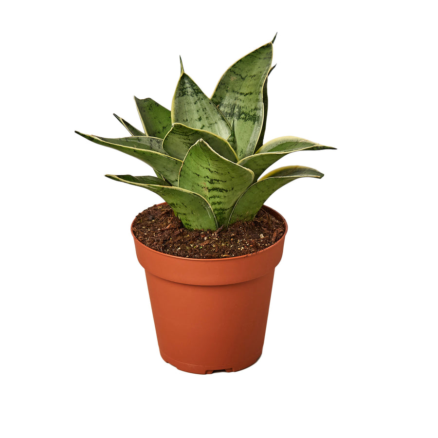 Starlight Snake Plant - Vibrant & Low-Maintenance Sansevieria Starlight Green Memento