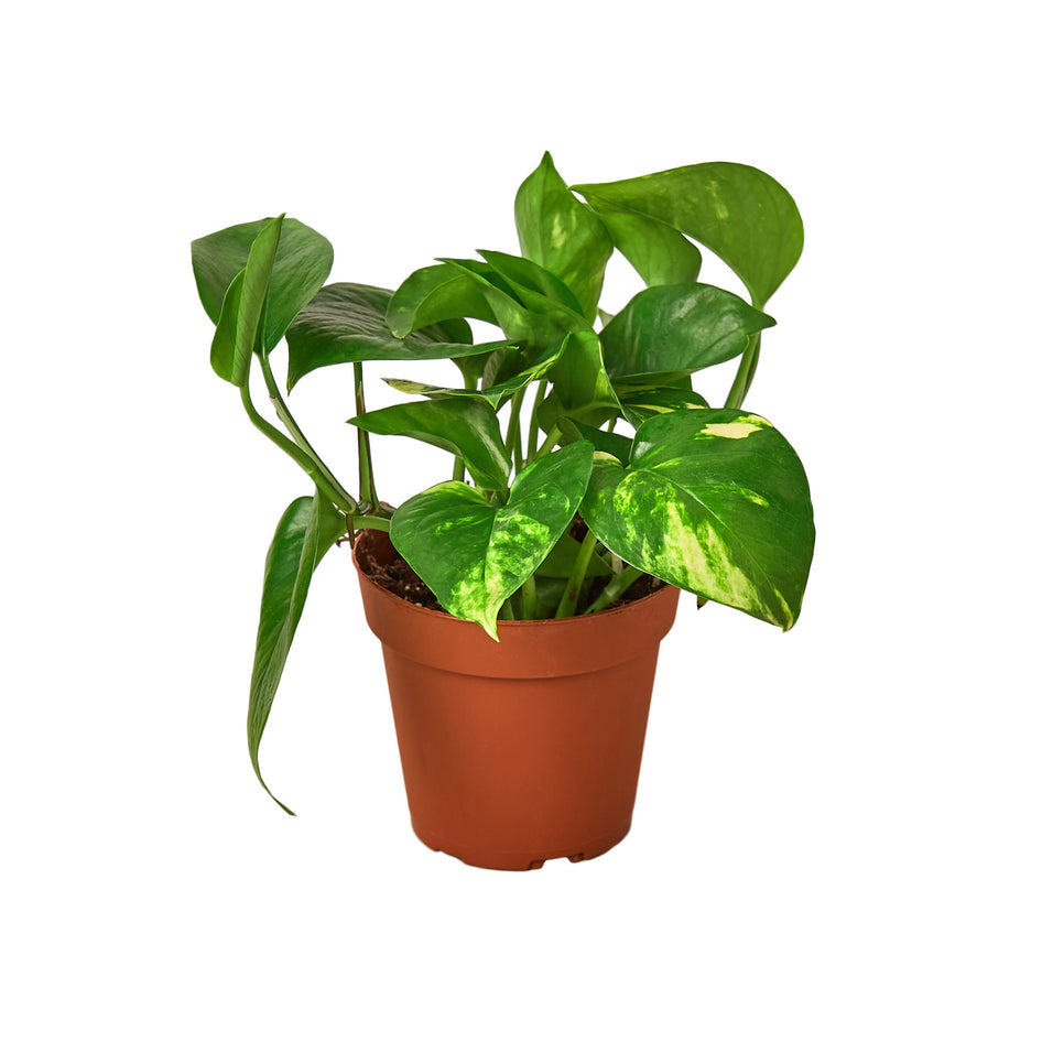 4" Ivy (Pothos) Plant Bundle + Plant Care Guide Green Memento