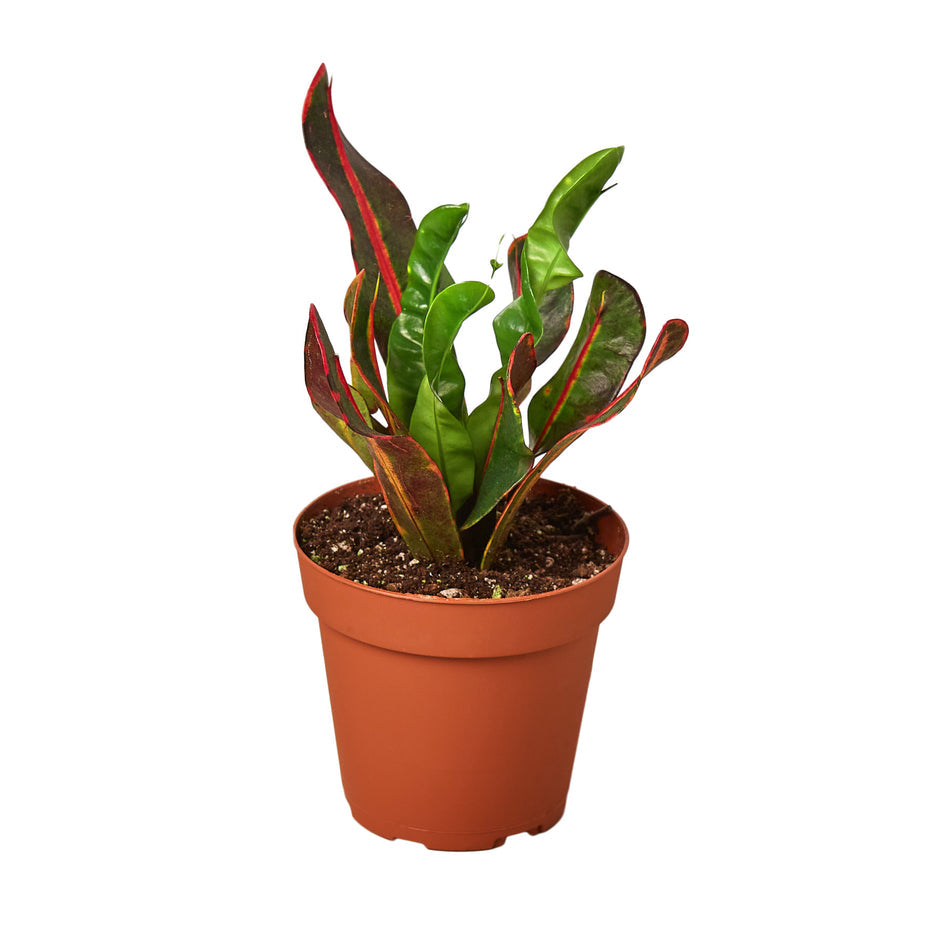 Croton - Mammy Green Memento