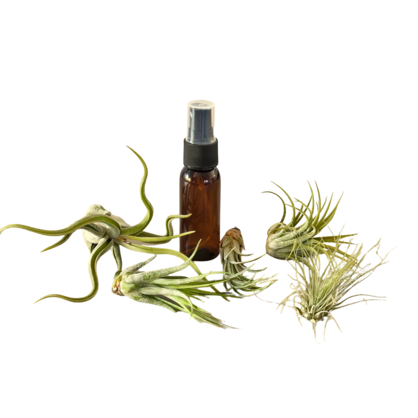 Variety - Air Plant Pack w/ Spray Bottle Green Memento
