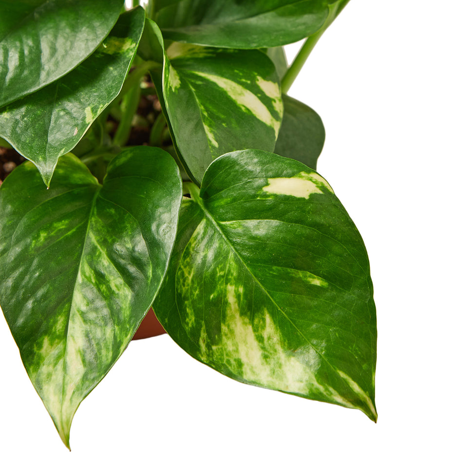 4" Ivy (Pothos) Plant Bundle + Plant Care Guide Green Memento