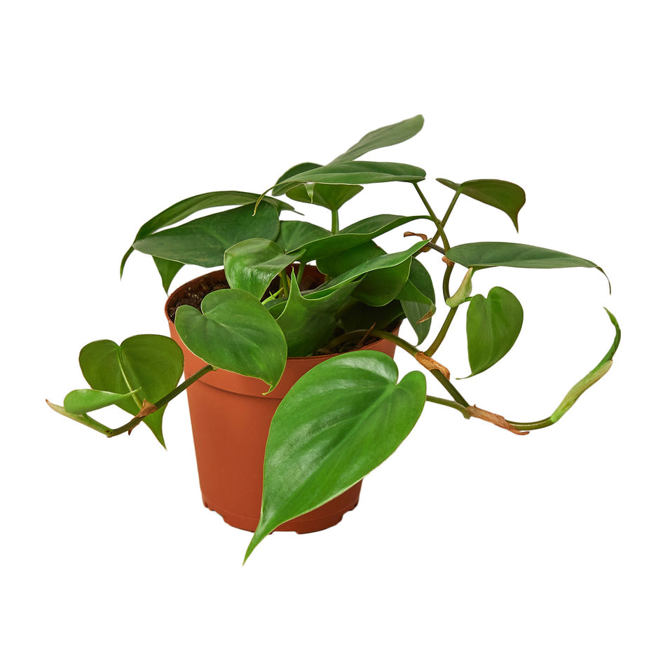 Lush Green Congo Philodendron - Vibrant Foliage for Home Décor Green Memento