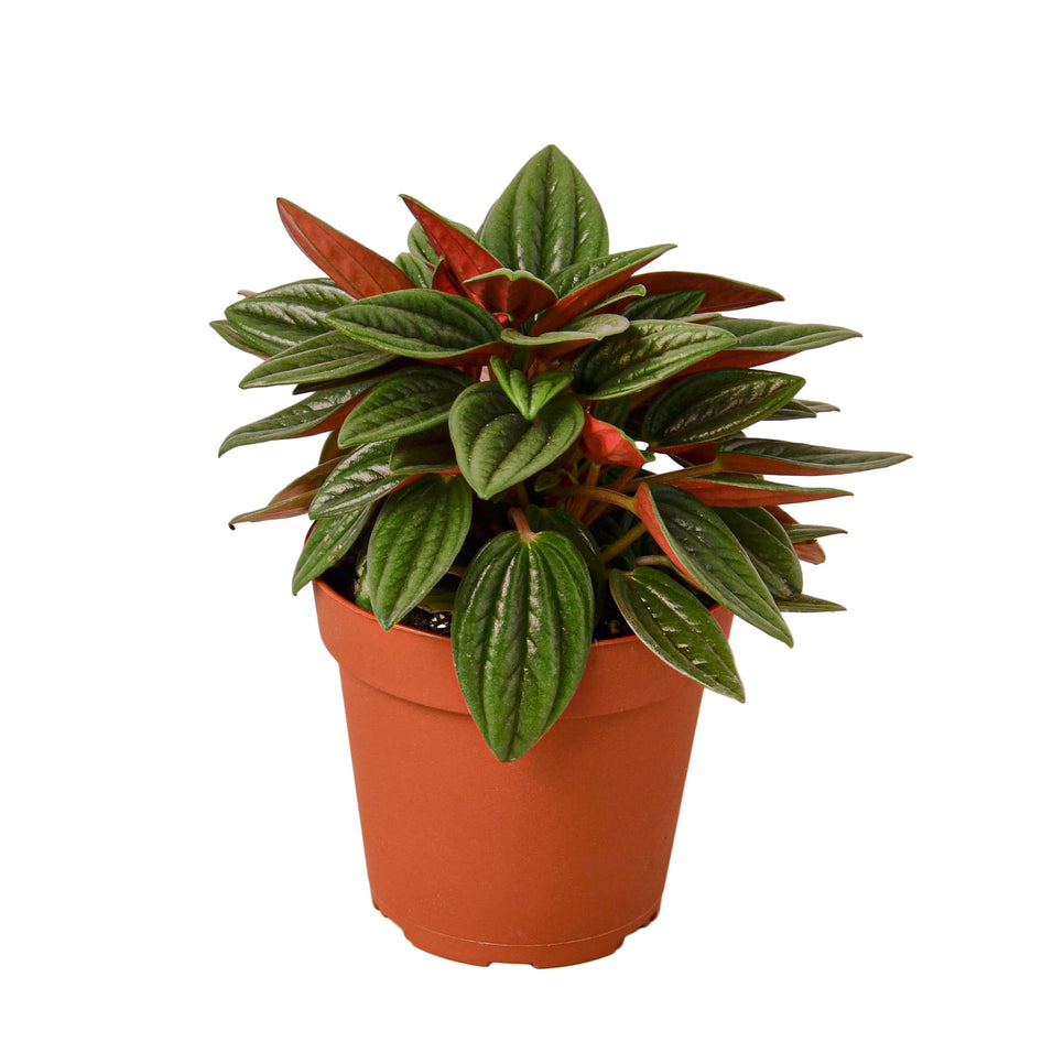 Peperomia - Rosso Green Memento
