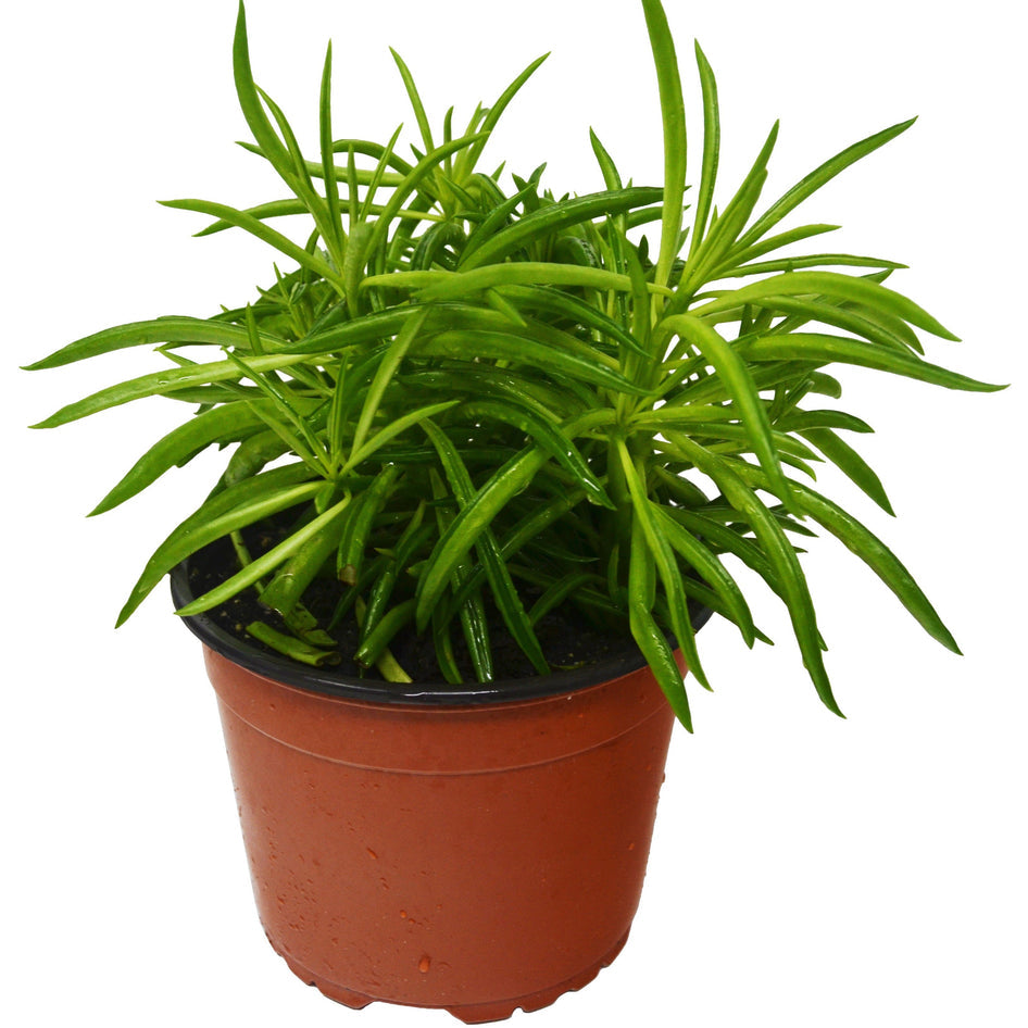 Peperomia - Green Bean Green Memento