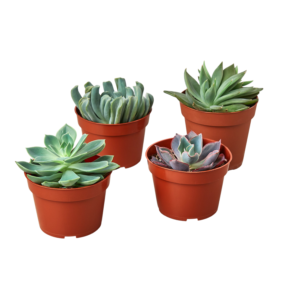 Variety Pack - 4" Echeveria Succulent Variety - 4 pc. Green Memento