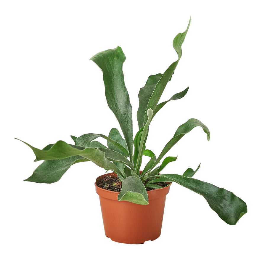Fern - Staghorn Green Memento