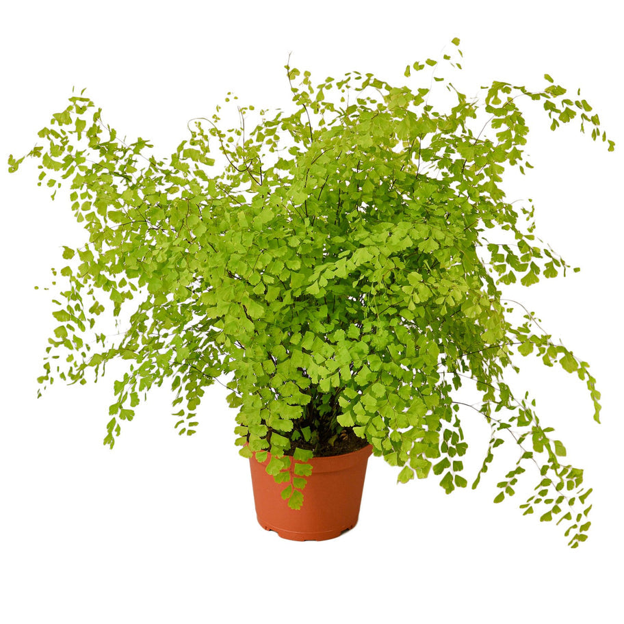 Fern - Maidenhair Green Memento