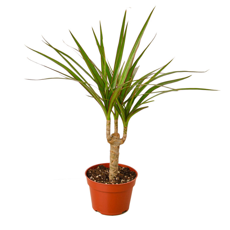 Dracaena - Marginata Cane Green Memento