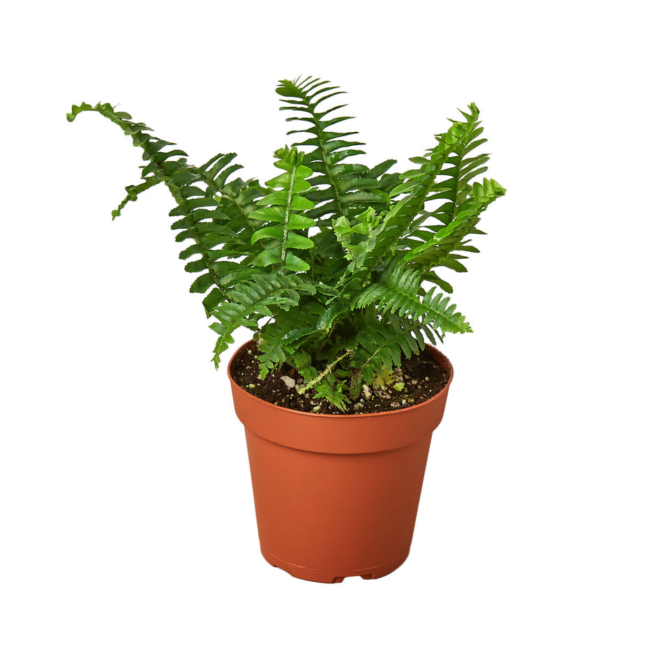 4" Air Purifying Plant Bundle (Copy) Green Memento