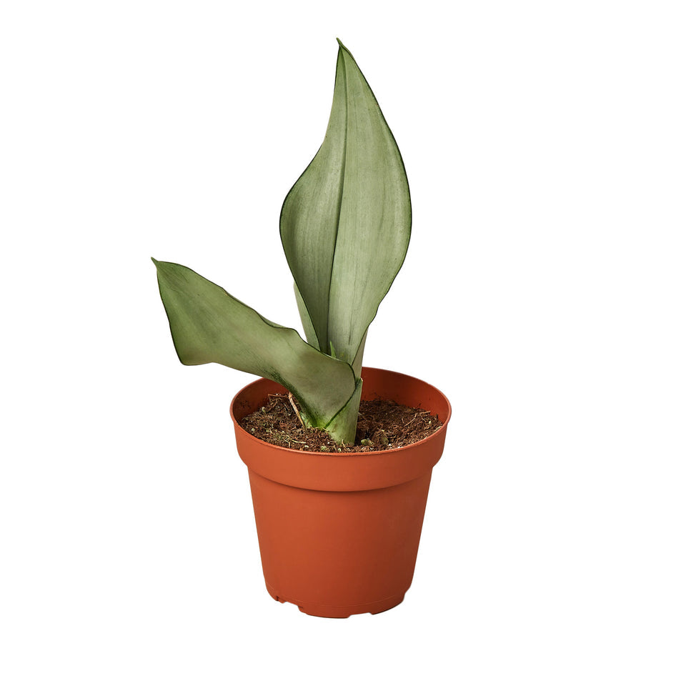 Snake Plant - Moonshine Green Memento