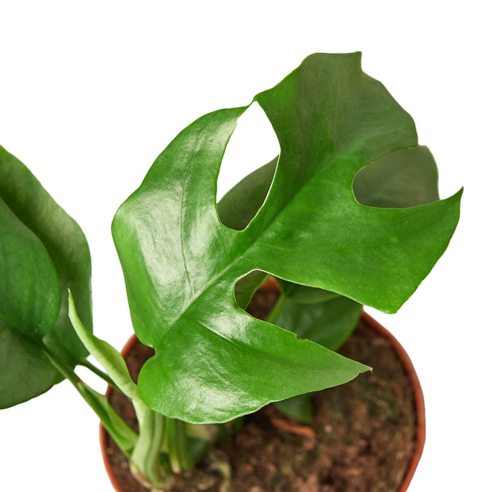 Monstera - Mini Minima Green Memento