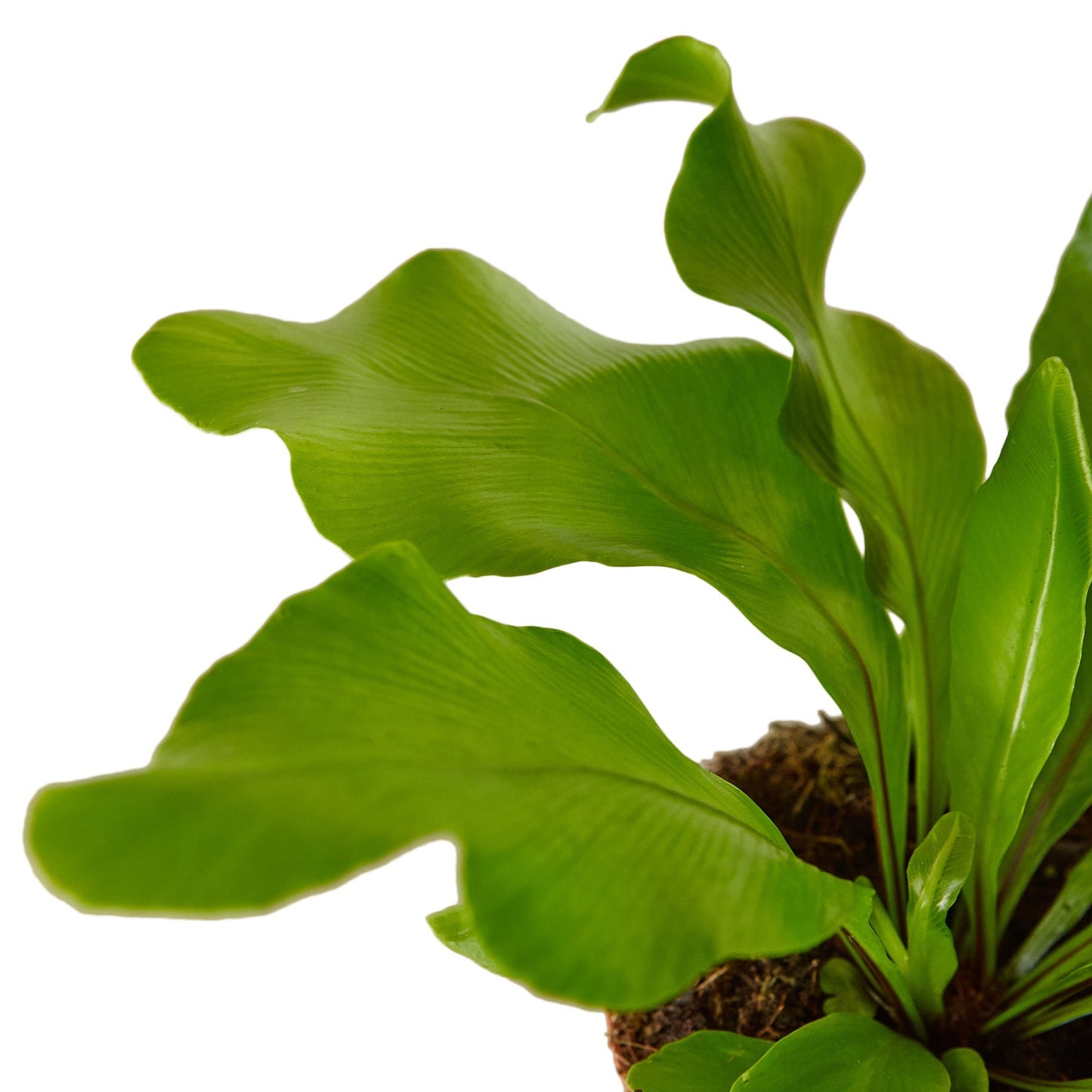 Nidus Bird's Nest Fern - Lush Green Nest Fern for Vibrant Indoor Spaces Green Memento