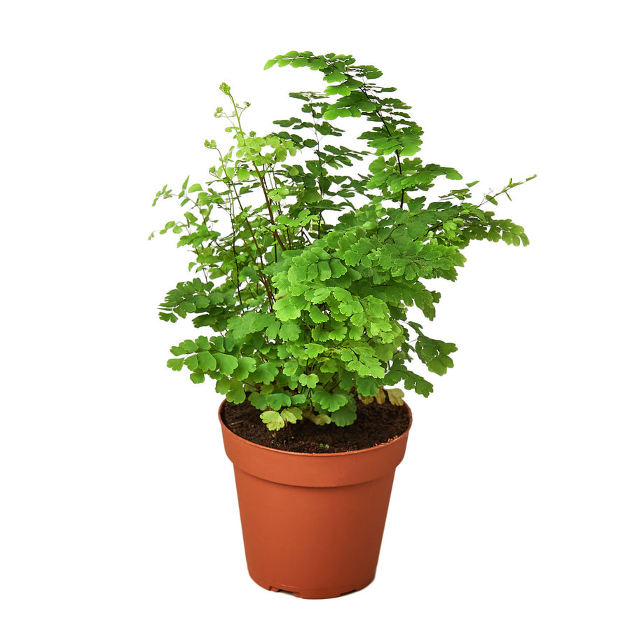 Fern - Maidenhair Green Memento