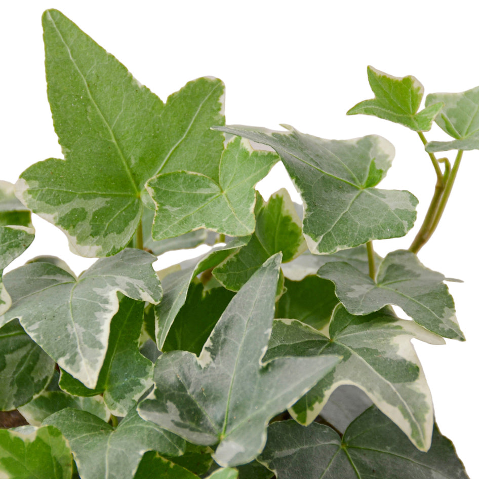 English Ivy - Glacier Green Memento