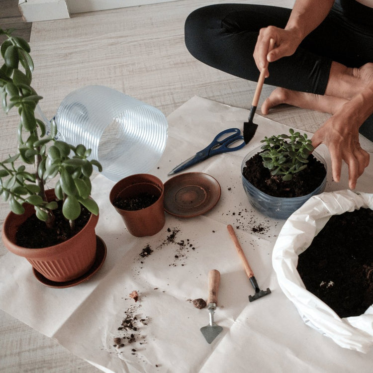 Plant Care