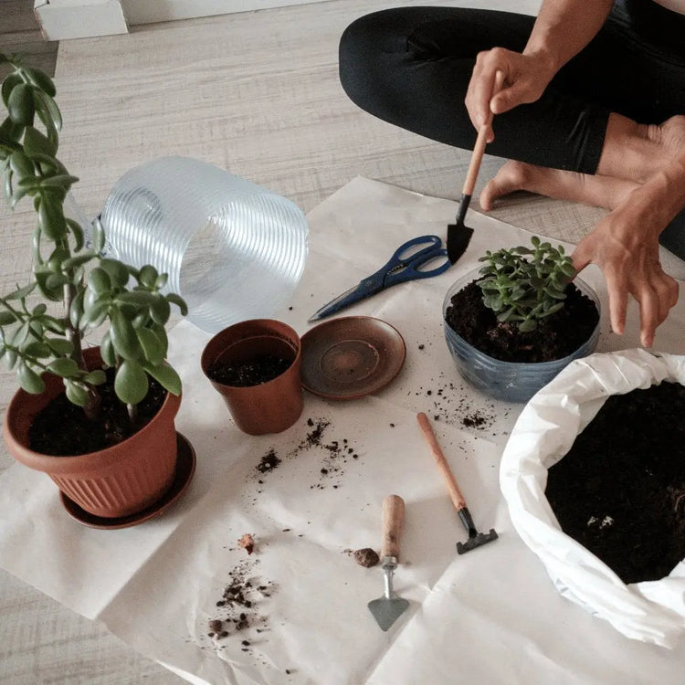 Plant Care