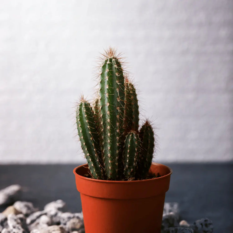 Cacti