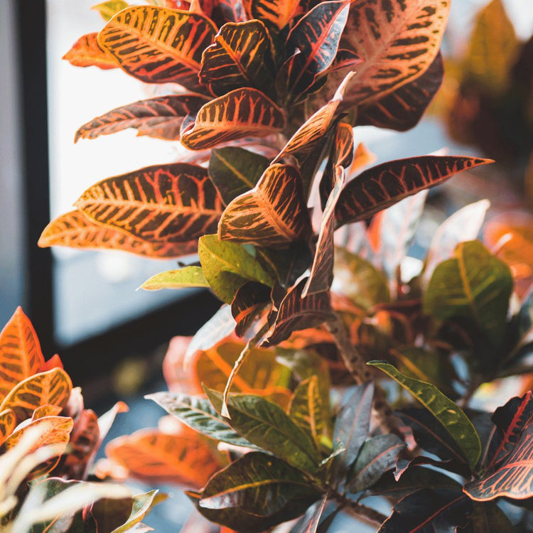 Croton Plants - Green Memento
