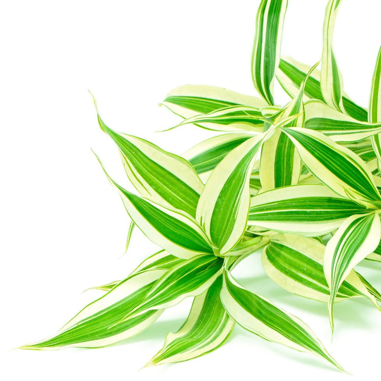 Dracaena Plants - Green Memento