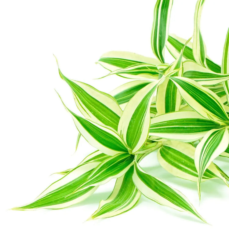Dracaena