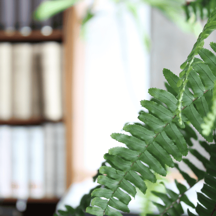 Ferns