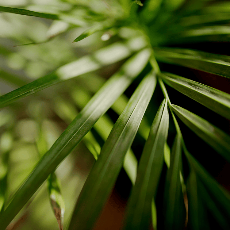 Palm Plants