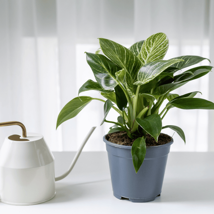 Philodendron