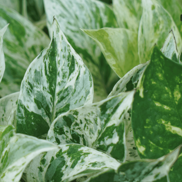 Ivy's (Pothos)