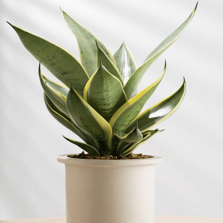 Snake Plants - Green Memento