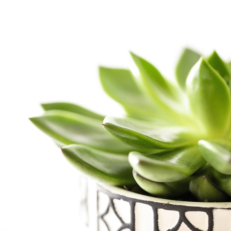 Succulent Plants - Green Memento