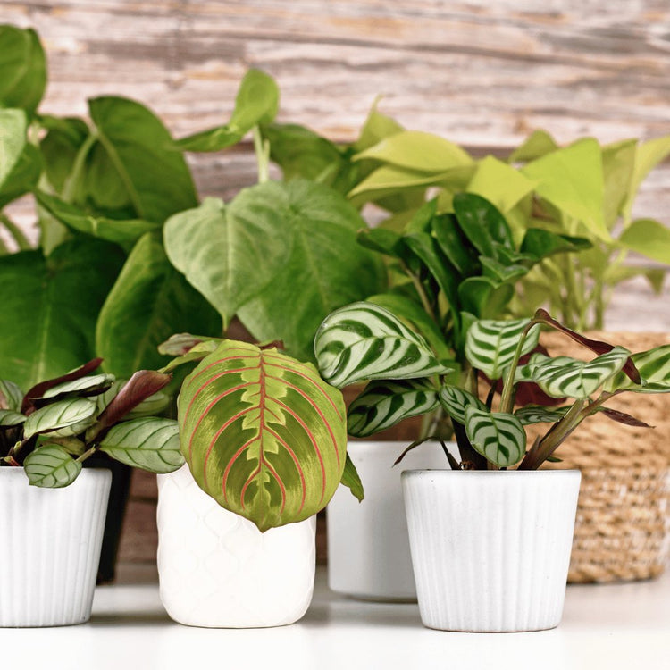 4" Potted Plants - Green Memento