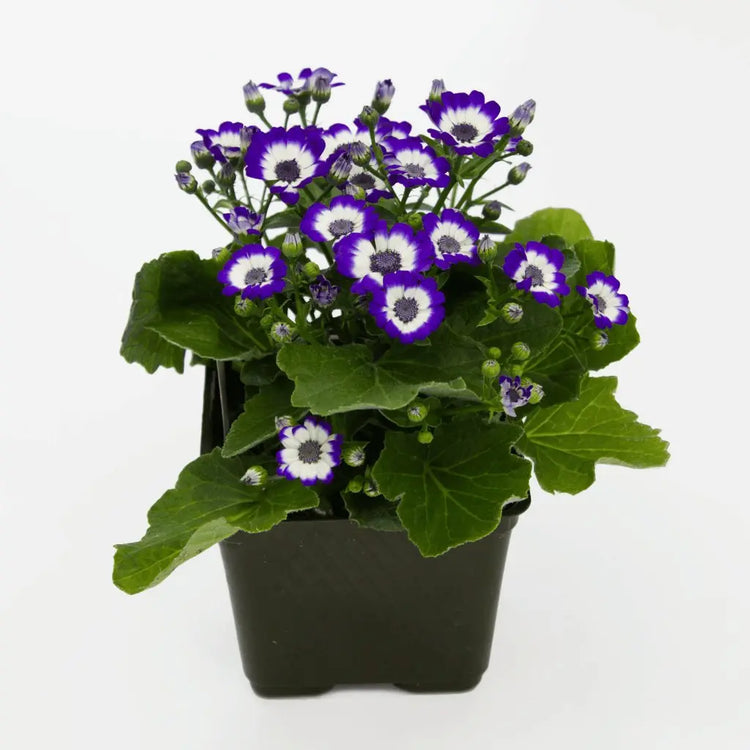 2in. Plants