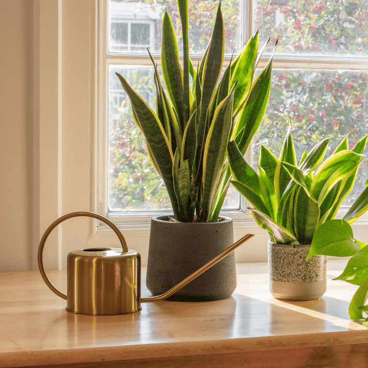 Water Canisters