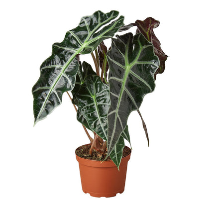 Alocasia - African Mask Green Memento