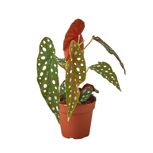 Begonia - Polka Dot Green Memento
