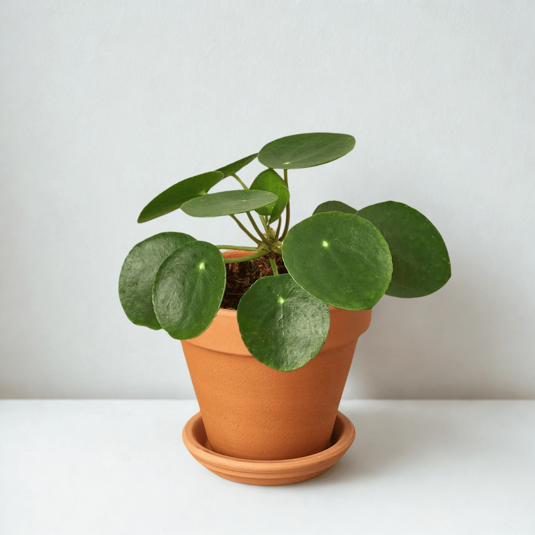 Pre-Potted Green Memento