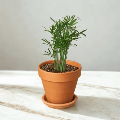 Pre-Potted Green Memento