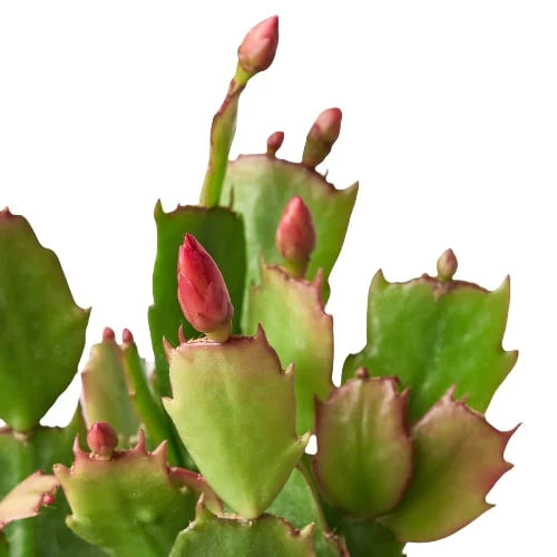 Christmas Cactus (Copy) Green Memento