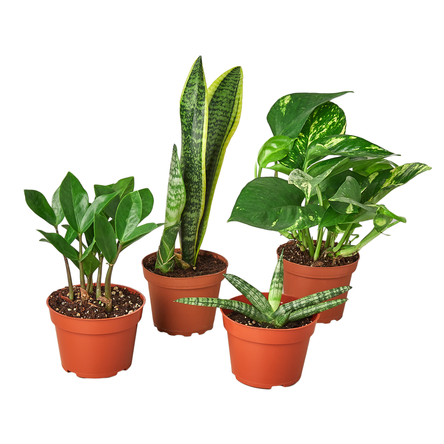 4" Easy Care Plant Bundle (Copy) Green Memento