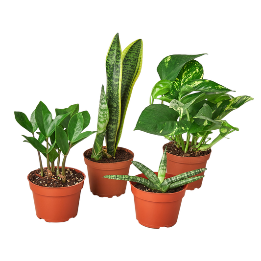 4" Easy Care Plant Bundle (Copy) Green Memento