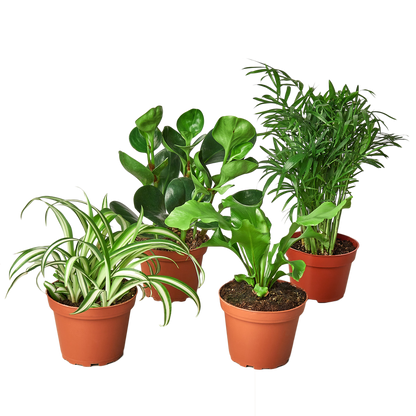 4" Pet Friendly Plant Bundle (Copy) Green Memento