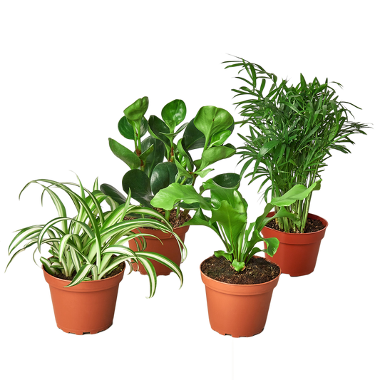 4" Pet Friendly Plant Bundle (Copy) Green Memento