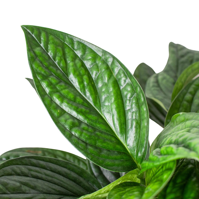 Monstera - Deliciosa Green Memento
