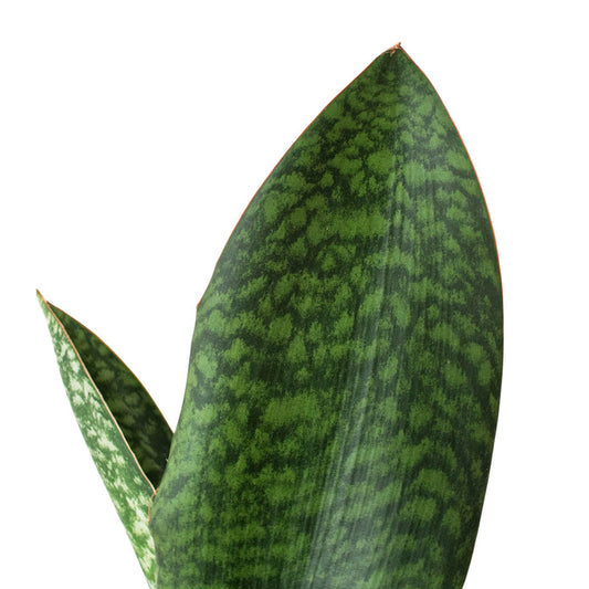 Begonia - Polka Dot Green Memento