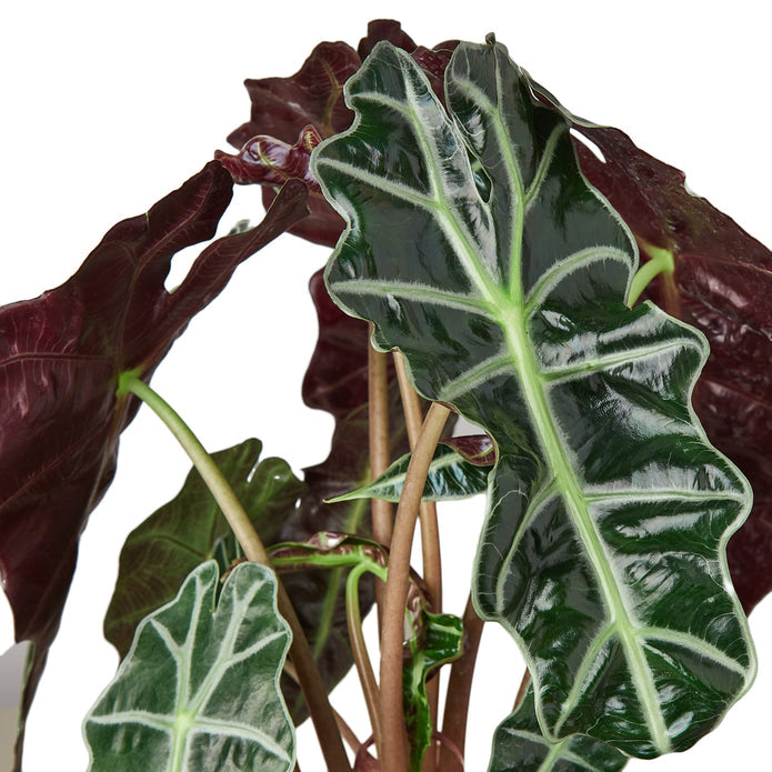 Alocasia - African Mask Green Memento