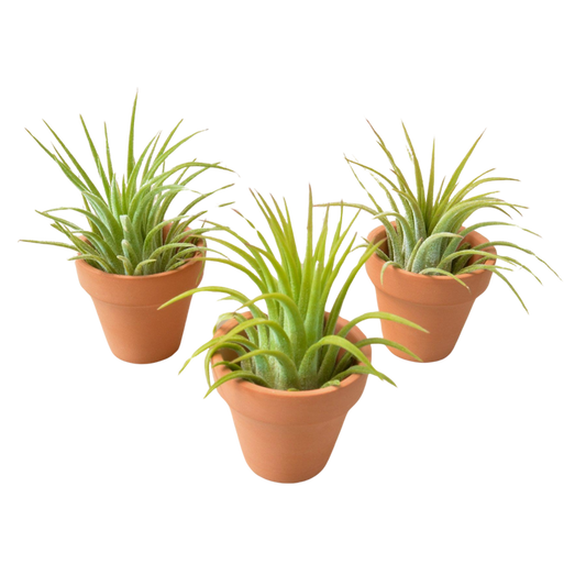 Hawaiian Spider Plant Green Memento