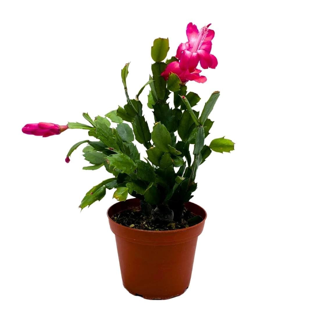 Christmas Cactus (Copy) Green Memento