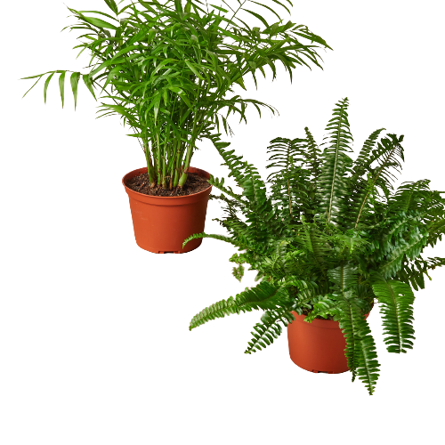 6" Pet-Friendly Premium Houseplant Subscription - Safe & Stylish Greenery for Your Furry Friends (Copy) Green Memento