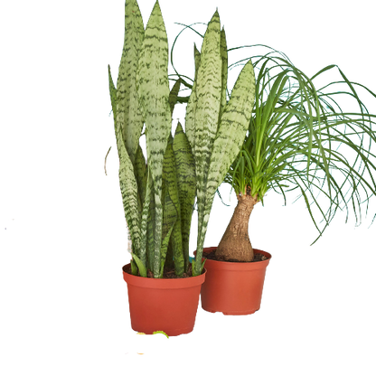 Pre-Potted Green Memento