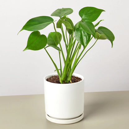 Philodendron Monstera Split-Leaf Green Memento